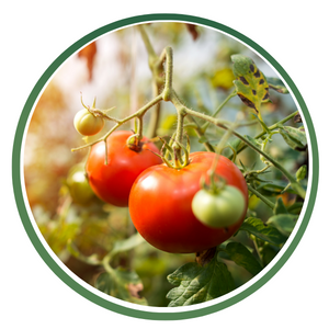 Tomato Products Icon