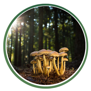 Mushroom Extracts Powder Icon