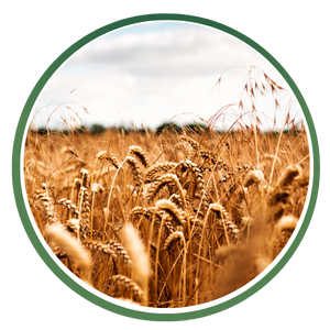 Fibers Category Icon